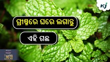 ସହଜ ପଦ୍ଧତିରେ ଘରେ କରନ୍ତୁ ପୁଦିନା ଚାଷ....! ସହଜ ପଦ୍ଧତିରେ ଘରେ କରନ୍ତୁ ପୁଦିନା ଚାଷ....!