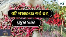 Chilli cultivation: ଏହି ଫସଲ କମ୍ ଖର୍ଚ୍ଚରେ ପ୍ରଚୁର ଲାଭ ଦିଏ...! Chilli cultivation: ଏହି ଫସଲ କମ୍ ଖର୍ଚ୍ଚରେ ପ୍ରଚୁର ଲାଭ ଦିଏ...!