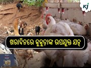 ଖରାଦିନରେ କୁକୁଡ଼ାଙ୍କ ଯତ୍ନ କିପରି ନେବେ ?