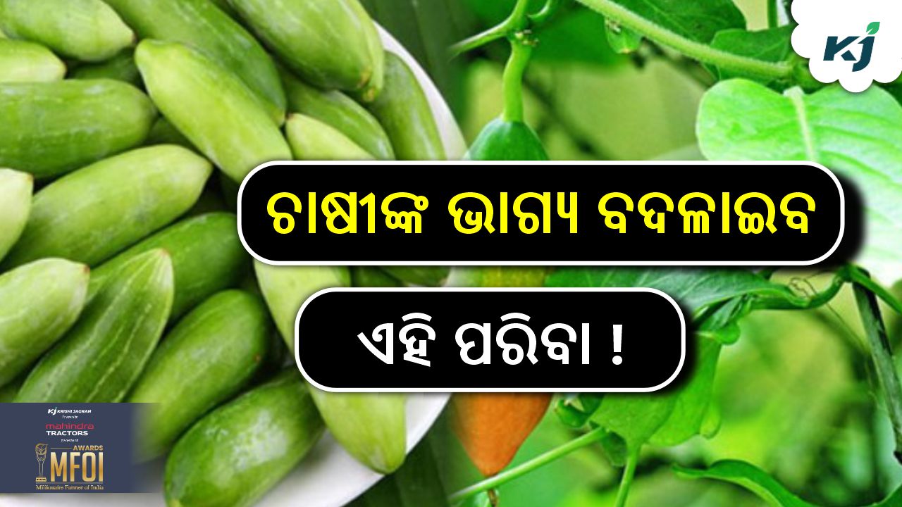 Top varieties of kundru farming