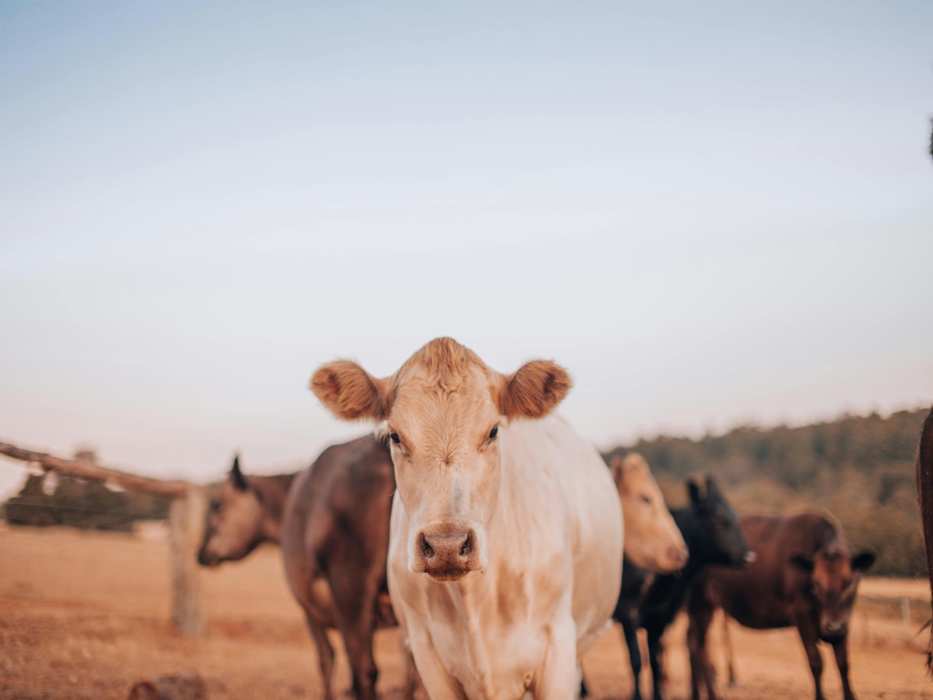 sahiwal cows for best milk production business , image source- pexels
