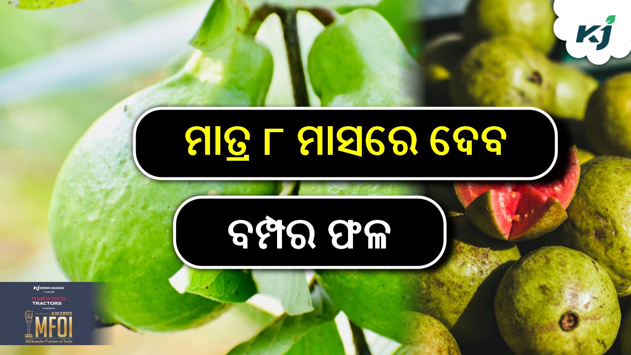 Plant this variety of guava in may, image source - pexels