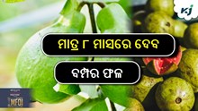 Guava Farming: ମାତ୍ର ୮ ମାସରେ ଦେବ ଫଳ, ଚାଷୀଙ୍କୁ ମିଳିବ ଭଲ ରୋଜଗାର... Guava Farming: ମାତ୍ର ୮ ମାସରେ ଦେବ ଫଳ, ଚାଷୀଙ୍କୁ ମିଳିବ ଭଲ ରୋଜଗାର...