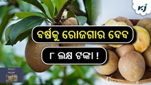 Sapota cultivation: ବର୍ଷକୁ ଦେବ ୮ ଲକ୍ଷ ଟଙ୍କା ରୋଜଗାର ! Sapota cultivation: ବର୍ଷକୁ ଦେବ ୮ ଲକ୍ଷ ଟଙ୍କା ରୋଜଗାର !