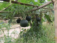 ଘର ଛାତରେ ସହଜରେ କରନ୍ତୁ କଖାରୁ ଚାଷ ...! ଘର ଛାତରେ ସହଜରେ କରନ୍ତୁ କଖାରୁ ଚାଷ ...!