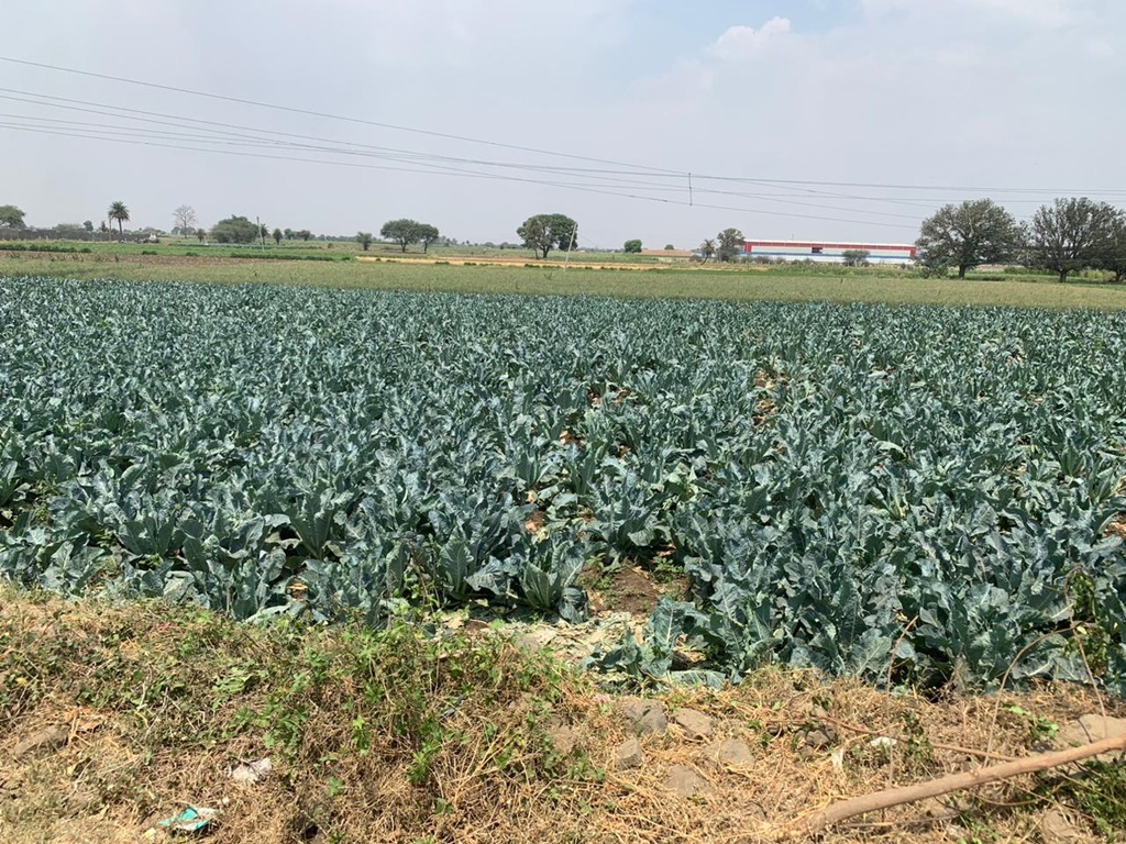 Cauliflower farming in kharif season