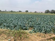 ଜୁନ ମାସରେ କରନ୍ତୁ ଏହି ଚାଷ, ମିଳିବ ୧୦ ଗୁଣ ଲାଭ ! ଜୁନ ମାସରେ କରନ୍ତୁ ଏହି ଚାଷ, ମିଳିବ ୧୦ ଗୁଣ ଲାଭ !