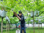 Bitter Gourd Farming: କଲରା ଚାଷ ପାଇଁ ସହଜ ଉପାୟ...