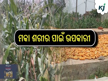 ମକା ଶରୀର ପାଇଁ ଉପକାରୀ 