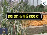 ମକା ଶରୀର ପାଇଁ ଉପକାରୀ 