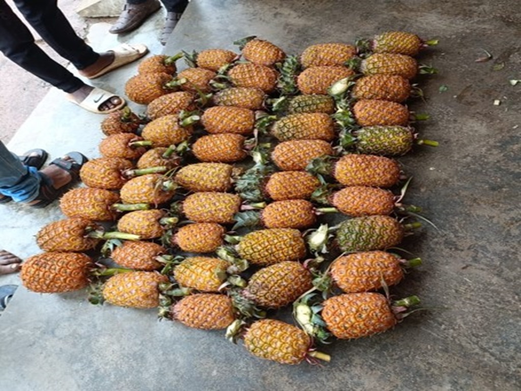 make more profit in Pineapple Farming