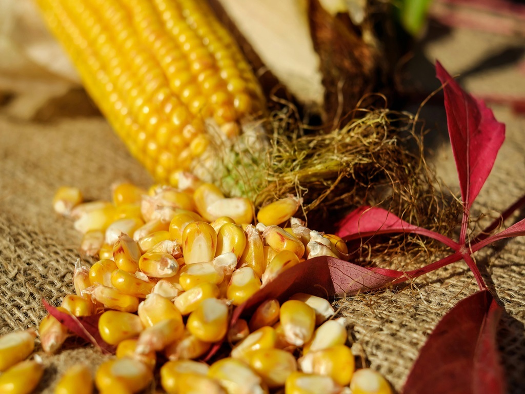 Baby corn farming cultivation guide, image source - pexels