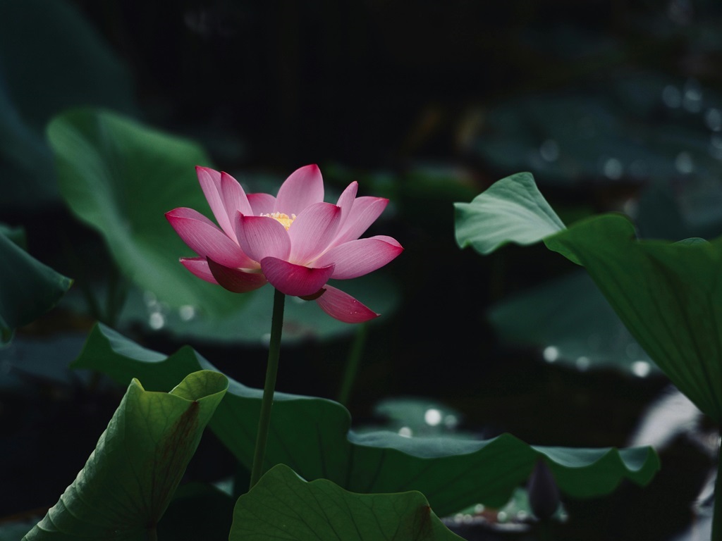 Make profit in lotus farming, image source - pexels