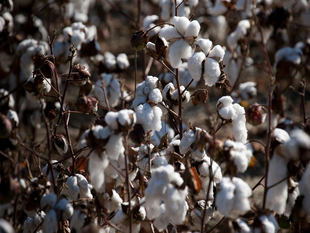 Farming tips of cotton farming , image source - pexels