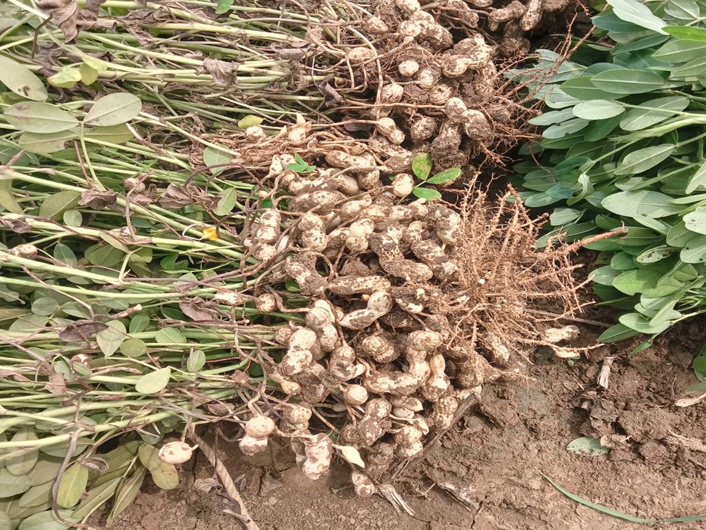 5 varieties of peanuts will make you rich