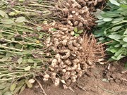 ଜୁନ୍ ମାସରେ ଏହି ୫ ପ୍ରକାର କିସମର ବାଦାମ ଲଗାନ୍ତୁ...! ଜୁନ୍ ମାସରେ ଏହି ୫ ପ୍ରକାର କିସମର ବାଦାମ ଲଗାନ୍ତୁ...!