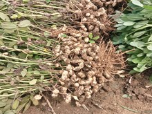 ଜୁନ୍ ମାସରେ ଏହି ୫ ପ୍ରକାର କିସମର ବାଦାମ ଲଗାନ୍ତୁ...! ଜୁନ୍ ମାସରେ ଏହି ୫ ପ୍ରକାର କିସମର ବାଦାମ ଲଗାନ୍ତୁ...!