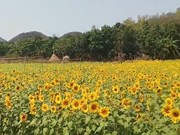 ଏହି ଫୁଲ ଚାଷରେ ମିଳେ ବର୍ଷସାରା ରୋଜଗାର....