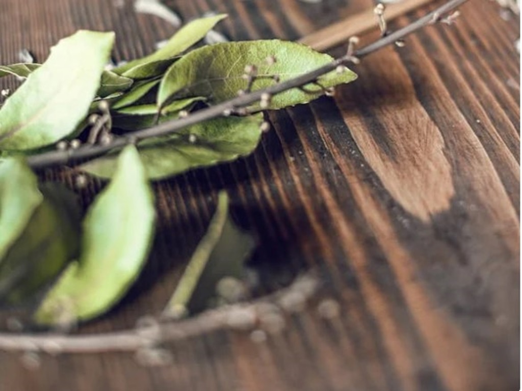Bay leaf cultivation get big profit