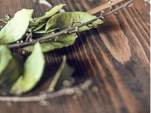 ତେଜପତ୍ର ଚାଷ କରି ଅଳ୍ପ ଖର୍ଚ୍ଚରେ ପ୍ରଚୁର ଲାଭ ପାଆନ୍ତୁ.... ତେଜପତ୍ର ଚାଷ କରି ଅଳ୍ପ ଖର୍ଚ୍ଚରେ ପ୍ରଚୁର ଲାଭ ପାଆନ୍ତୁ....