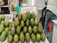 ବର୍ଷାଦିନେ ଏପରି ଆମ୍ବ ଗଛ ଲଗାନ୍ତୁ, ଗଛ ଫଳରେ ପରିପୂର୍ଣ୍ଣ ହେବ ବର୍ଷାଦିନେ ଏପରି ଆମ୍ବ ଗଛ ଲଗାନ୍ତୁ, ଗଛ ଫଳରେ ପରିପୂର୍ଣ୍ଣ ହେବ