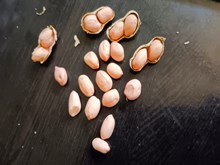 ଜାଏଦ ଚିନାବାଦାମ ଫସଲକୁ କେତେ ଥର ଜଳସେଚନ କରିବା ଉଚିତ ? ଜାଏଦ ଚିନାବାଦାମ ଫସଲକୁ କେତେ ଥର ଜଳସେଚନ କରିବା ଉଚିତ ?