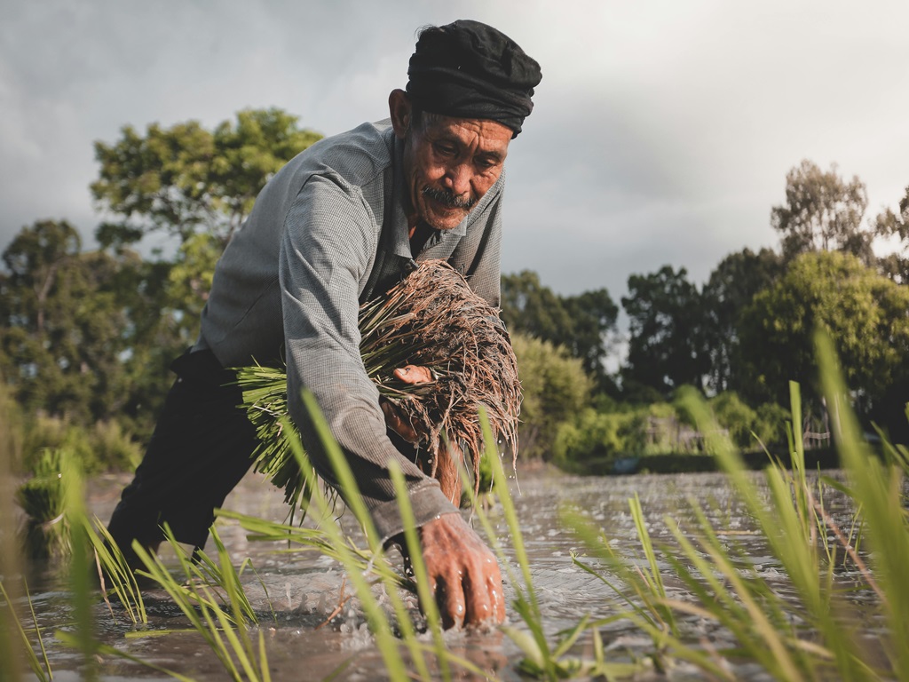the Viksit Krishi Sankalp Abhiyan will be conducted, image source - pexels
