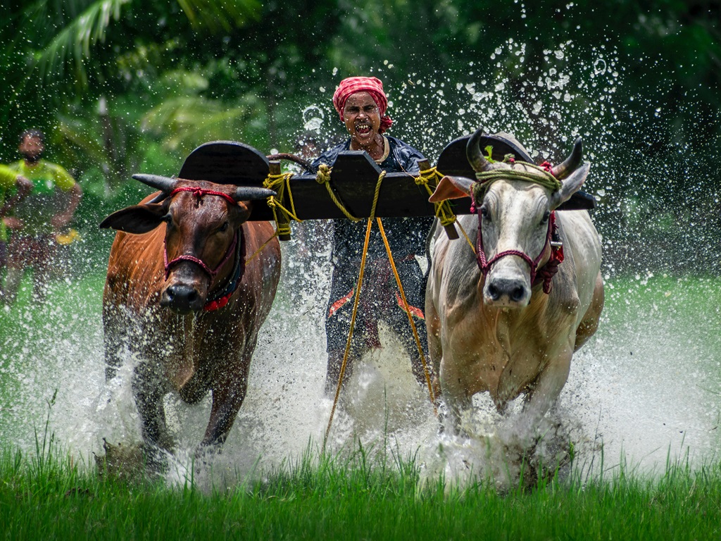 Kharif Crops for Marketing Season 2025-26, image source - pexels