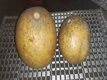 ବେଲ ଫଳ: ଗ୍ରାମୀଣ ମହିଳା ଉଦ୍ୟୋଗୀତାରେ ବଡ଼ ଭୂମିକା  ବେଲ ଫଳ: ଗ୍ରାମୀଣ ମହିଳା ଉଦ୍ୟୋଗୀତାରେ ବଡ଼ ଭୂମିକା