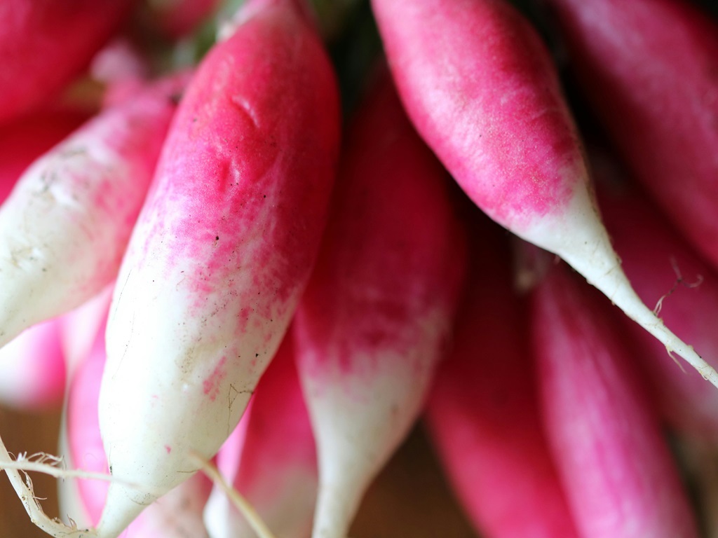 How to cultivate radish in business perpous , image source - pexels