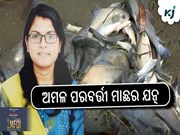 ଅମଳ ପରବର୍ତ୍ତୀ ମାଛର ଯତ୍ନ