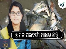 ଅମଳ ପରବର୍ତ୍ତୀ ମାଛର ଯତ୍ନ