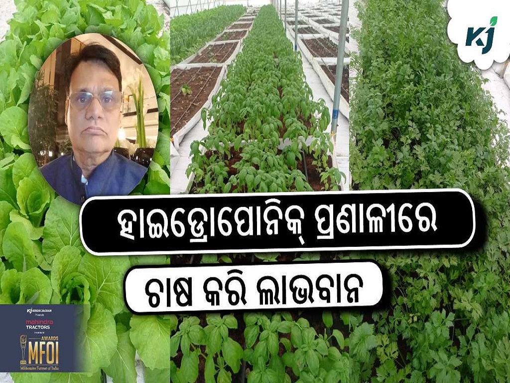 Hydroponic Farming : Soilless Hi-tech Hydroponic Farming