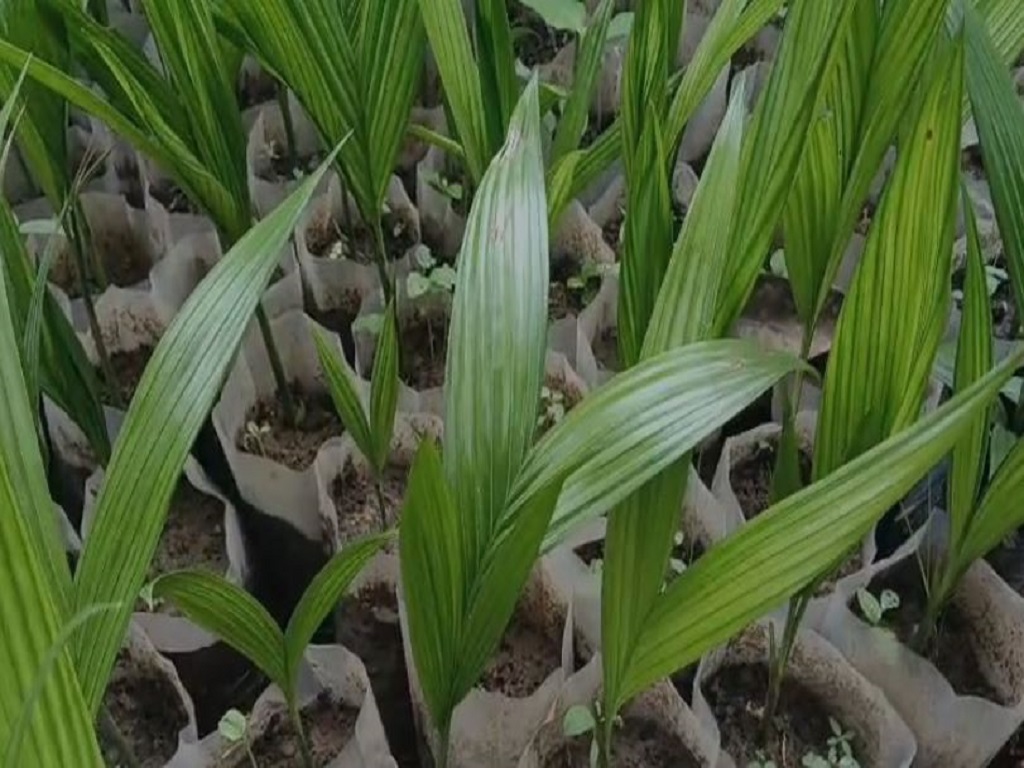 Arecanut Farming in Odisha, pic credit- ସୁମଙ୍ଗଳ ଭେରାଇଟି ଗୁଆ