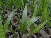 ଓଡ଼ିଶାରେ ଗୁଆ ଚାଷ କିପରି କରିବେ ଜାଣନ୍ତୁ...