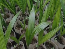 ଓଡ଼ିଶାରେ ଗୁଆ ଚାଷ କିପରି କରିବେ ଜାଣନ୍ତୁ... ଓଡ଼ିଶାରେ ଗୁଆ ଚାଷ କିପରି କରିବେ ଜାଣନ୍ତୁ...