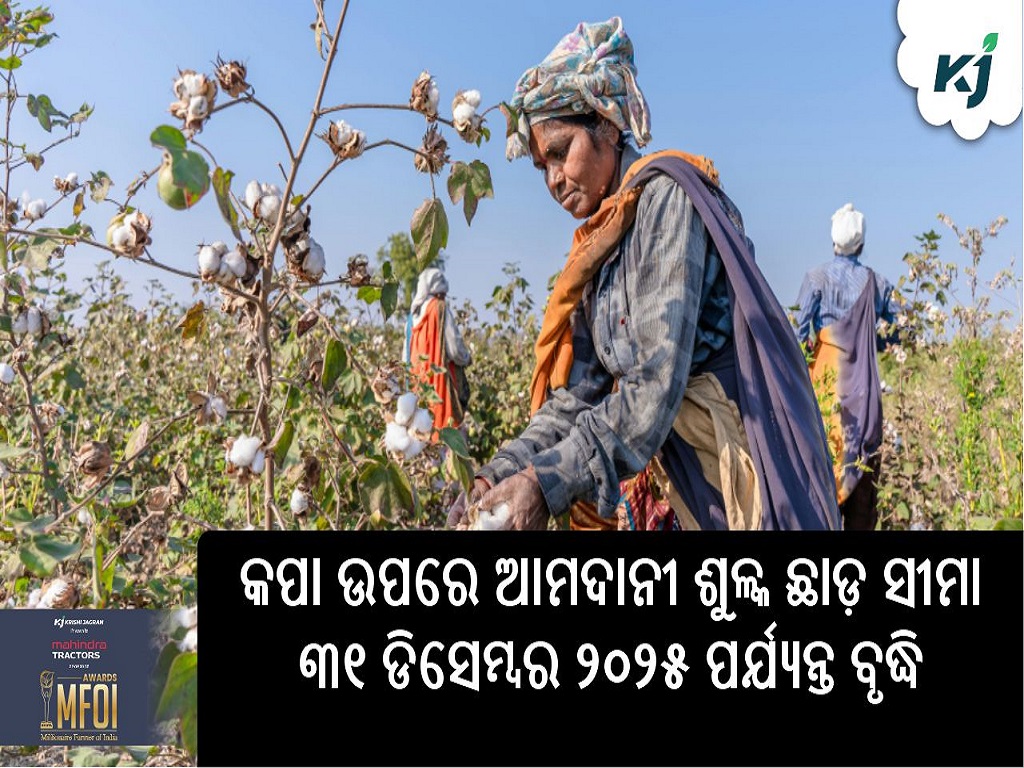Import duty exemption on Cotton extended till 31st December 2025, pic credit- www.pexels.com