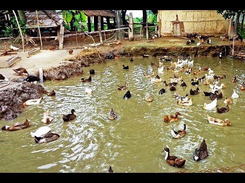 Duck Farming in Odisha