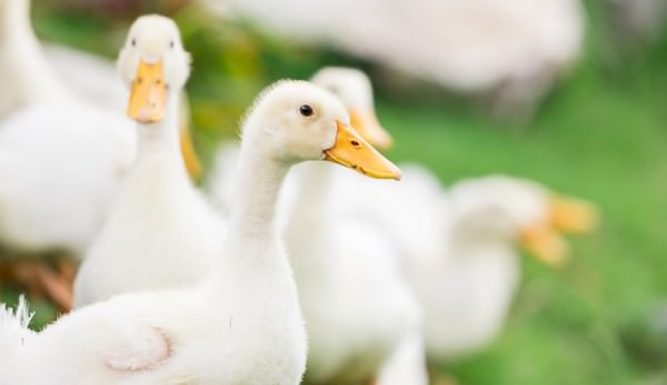 Duck farming in Odisha is a Profitable Agriculture Business