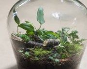 ପ୍ଲାଷ୍ଟିକ ବୋତଲ ର ସୌନ୍ଦର୍ଯ୍ୟ....