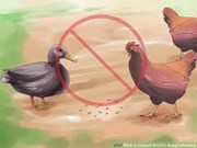 ବାର୍ଡ଼ ଫ୍ଲୁ ରୁ କେମିତି କରିବେ କୁକୁଡ଼ାଙ୍କୁ ରକ୍ଷା ?...