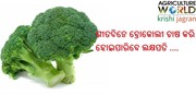 ଶୀତଦିନେ ବ୍ରୋକୋଲୀ ଚାଷ କରି ହୋଇପାରିବେ ଲକ୍ଷପତି ....