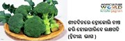 ଶୀତଦିନରେ ବ୍ରୋକୋଲି ଚାଷ କରି ହୋଇପାରିବେ ଲକ୍ଷପତି(ଦ୍ଵିତୀୟ  ଭାଗ )