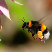 କୀଟନାଶକ ଦ୍ୱାରା ଭଅଁର ଗତିବିଧି ବାଧାପ୍ରାପ୍ତ 