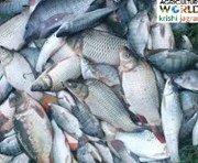 ମାଛ  ଚାଷ   ରୁ ବିପଦ   