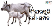 ବିଂଝାରପୁରି ଗୋ-ସମ୍ପଦ