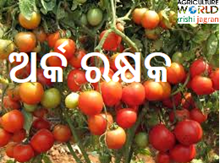 ଗୋଟେ ଗଛ ରୁ ୧୯ କି.ଗ୍ରା ଟମାଟୋ    ଗୋଟେ ଗଛ ରୁ ୧୯ କି.ଗ୍ରା ଟମାଟୋ