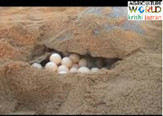 ଅସ୍ତରଙ୍ଗ ରେ ଅଲିଭ ରିଡ଼ଲେଙ୍କ ବସା