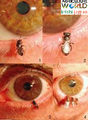 ଆଖି ରେ ମିଳିଲା ମହୁ ମାଛି !!