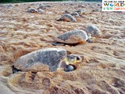 ପ୍ରଥମ ପର୍ଯ୍ୟାୟ ରେ ସମୁଦ୍ର ରେ ଛଡ଼ାଗଲା ୩୭୭ ଟି ଛୁଆ .